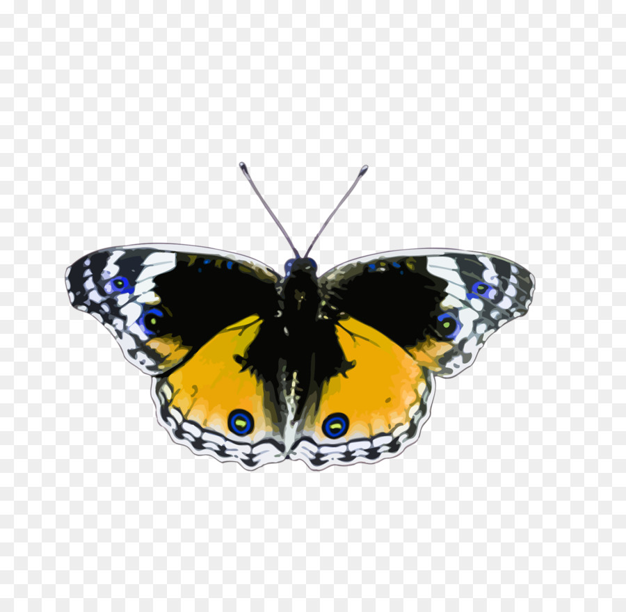 Papillon，Insecte PNG