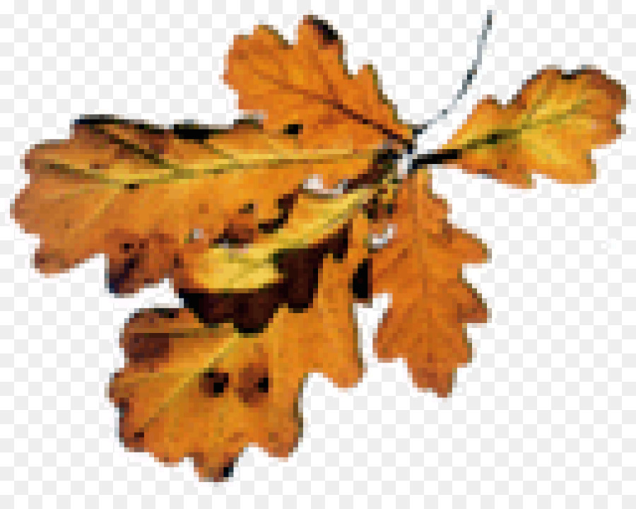 Feuilles D'automne，Automne PNG