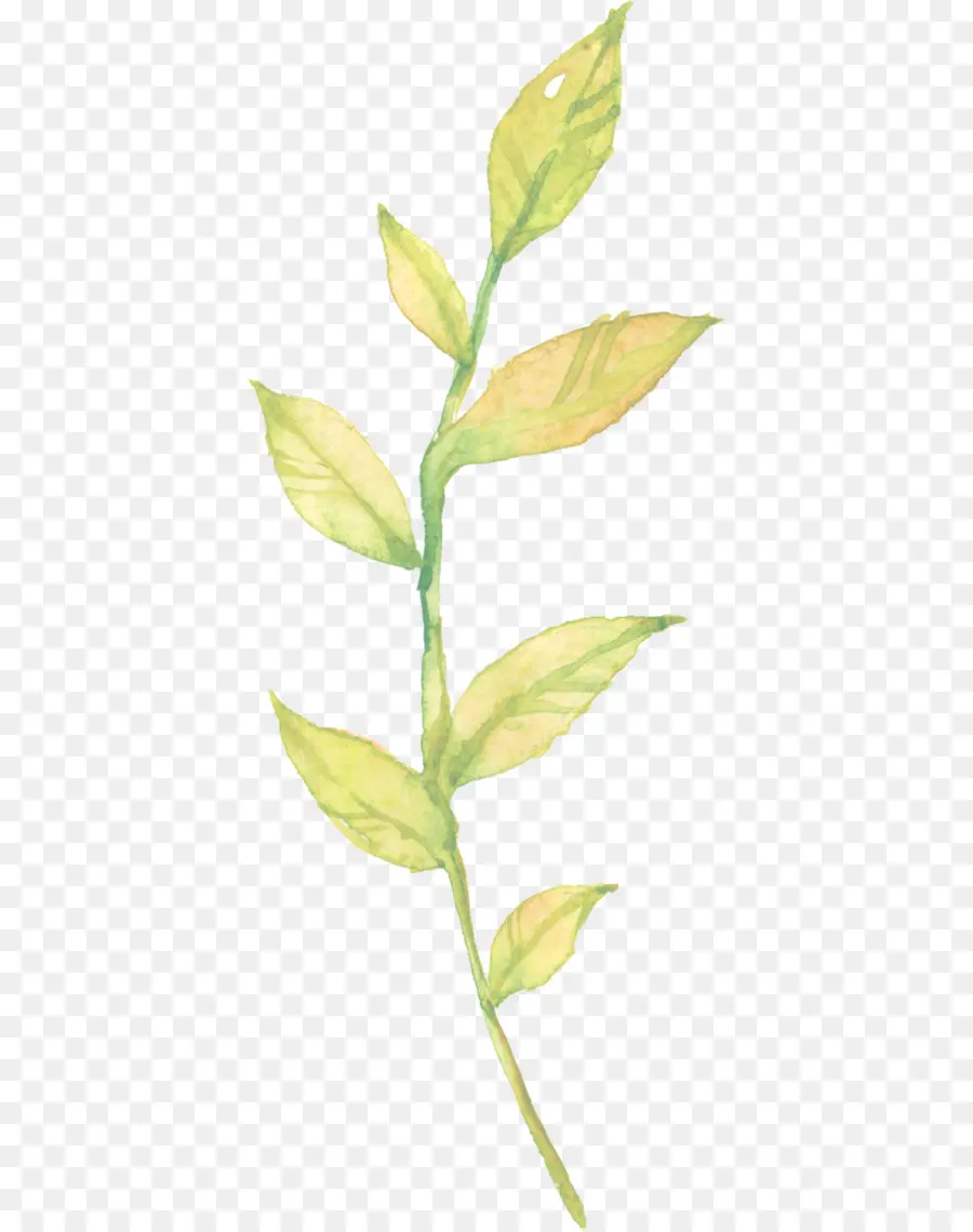 Plante Verte，Feuille PNG