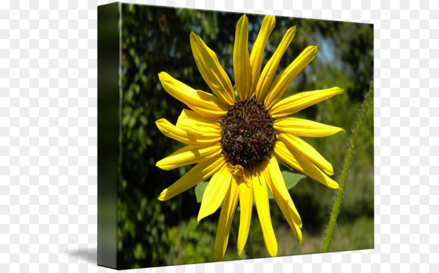 Graines De Tournesol，Tournesol M PNG