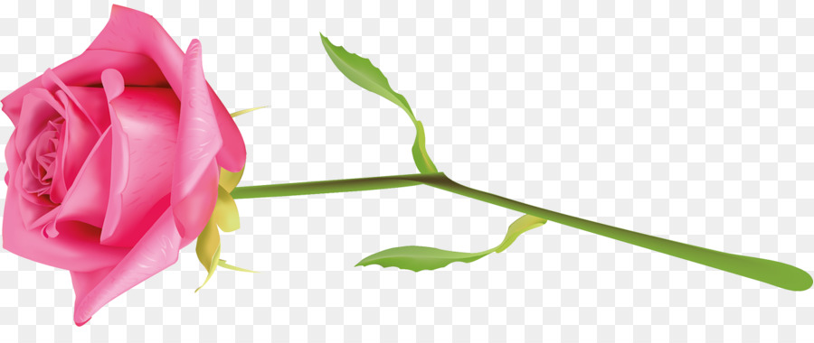 Les Roses De Jardin，Fleur PNG