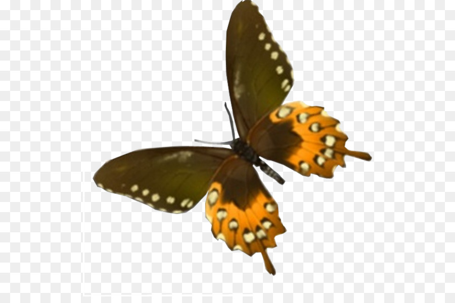 Papillon Monarque，Orange PNG