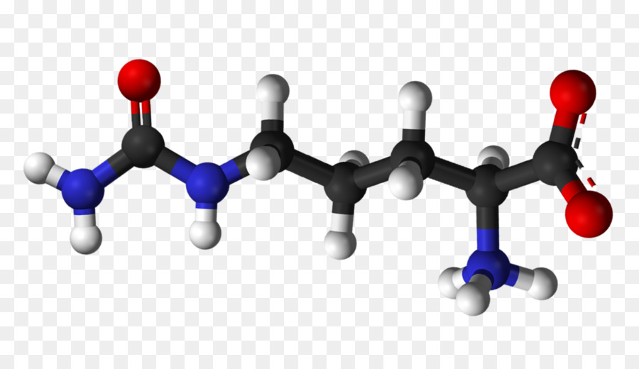 La Citrulline，D Acides Aminés PNG