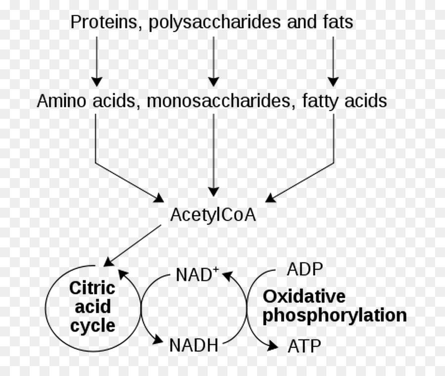 Le Métabolisme，Nicotinamide Adénine Dinucléotide PNG