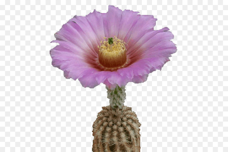 Hedgehog Cactus，Fleurs De Cactus PNG