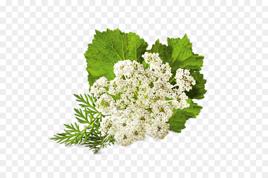 Fleur，Plante PNG