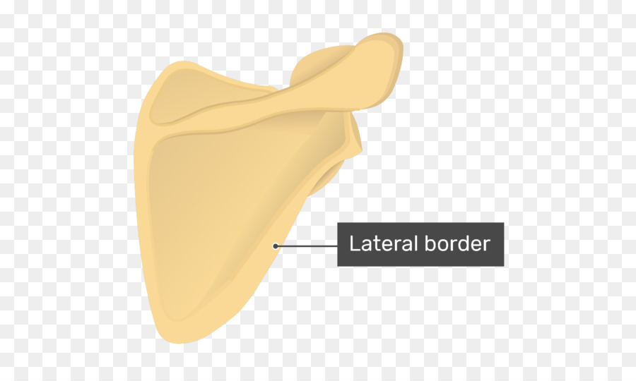 L Omoplate，Anatomie PNG