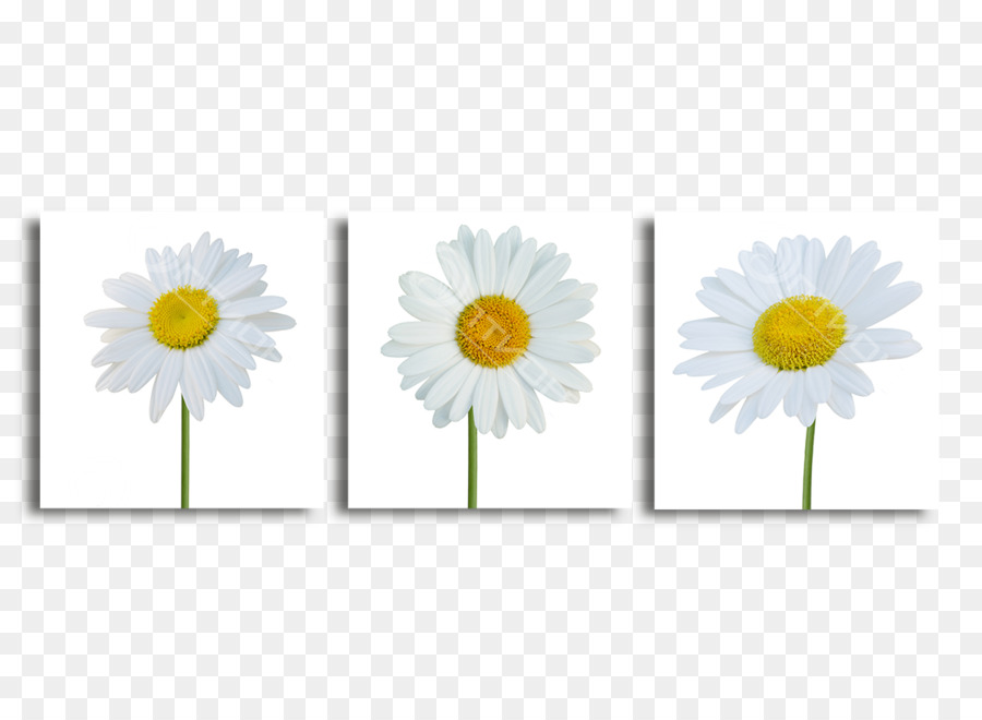 Commune De Daisy，Marguerite PNG