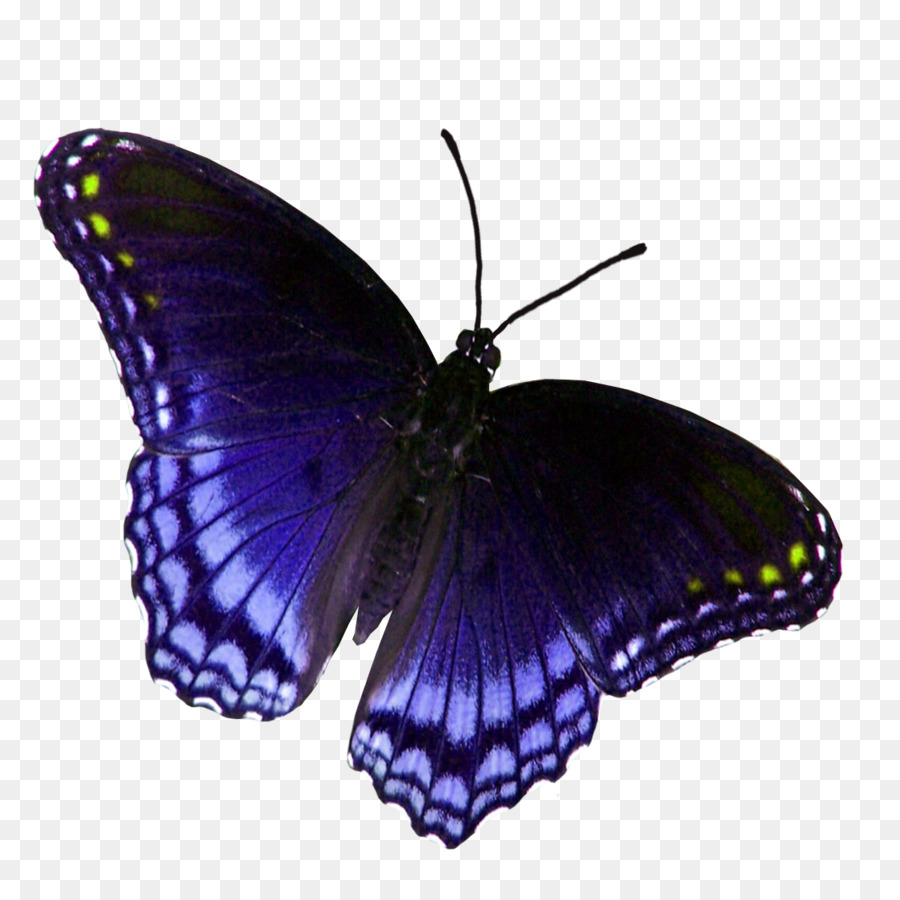 Papillon Monarque，Pieridae PNG