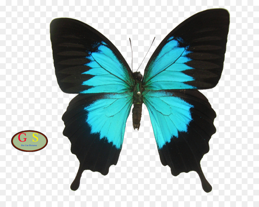 Papillon，Insecte PNG