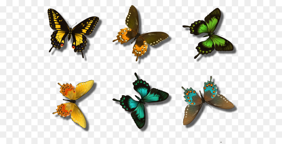 Papillons，Coloré PNG