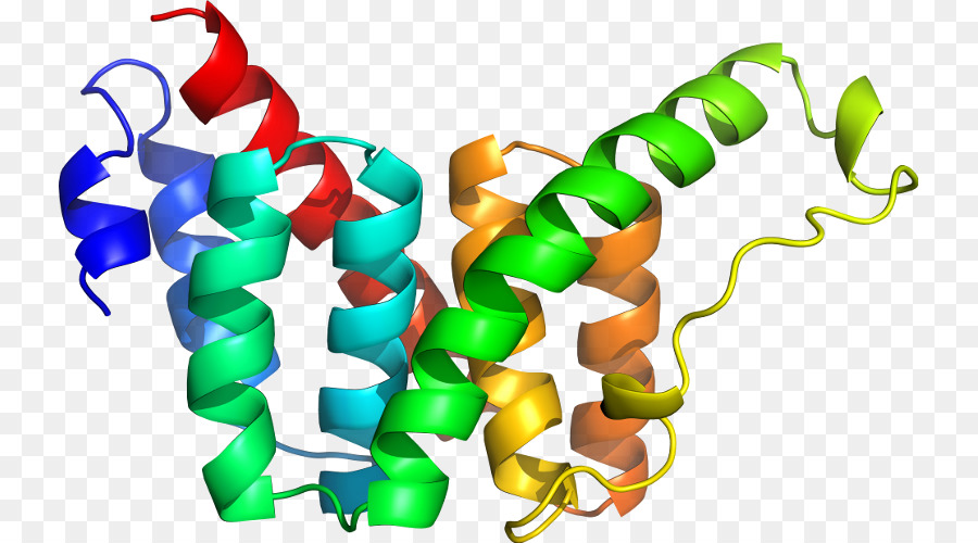 Structure Des Protéines，Biologie PNG