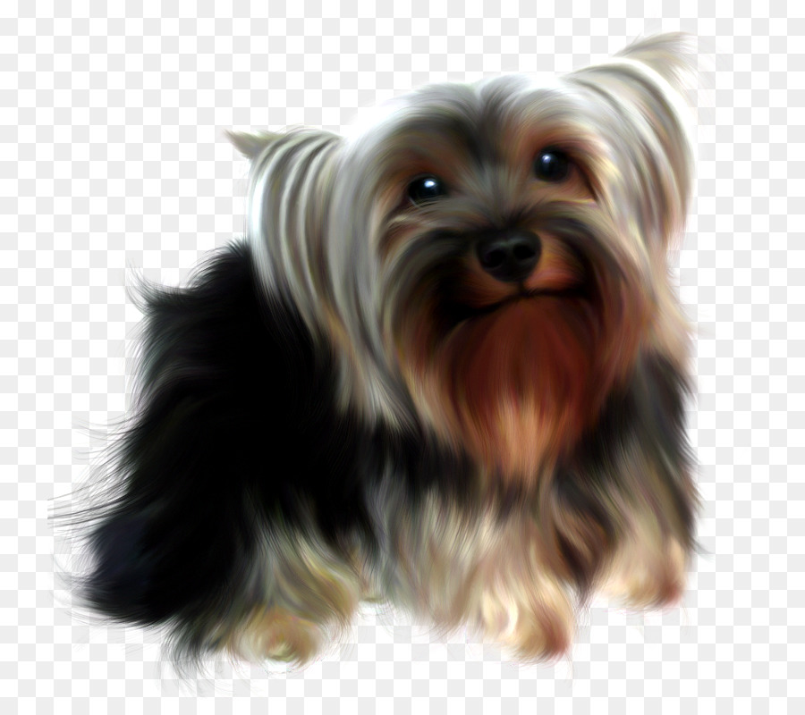 Le Yorkshire Terrier，Terrier Soyeux Australien PNG