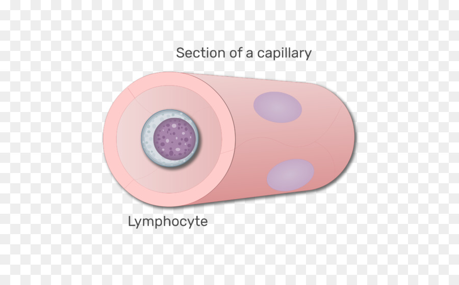 Des Lymphocytes，Le Sang PNG