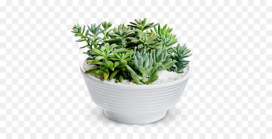 Plante Succulente，Vert PNG