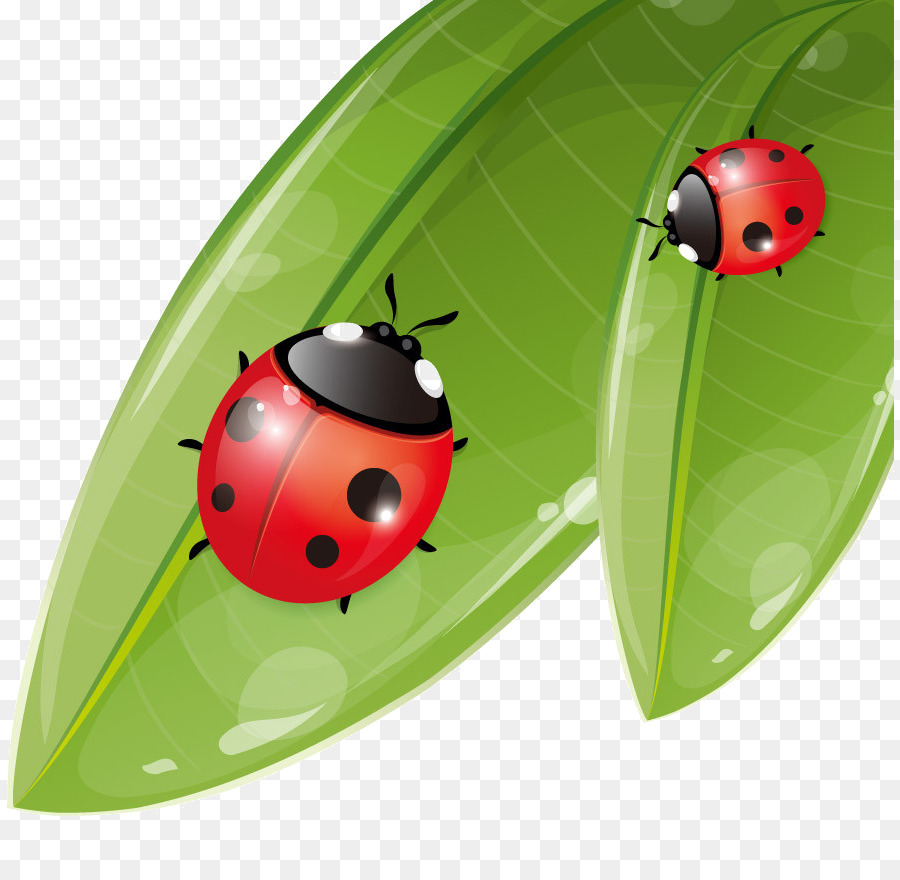 Coccinelles，Feuille PNG