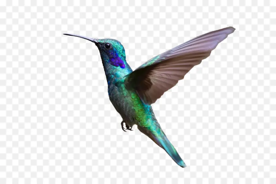 Colibri，Vol PNG