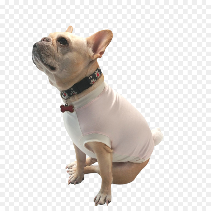 Bouledogue Français，Bouledogue PNG