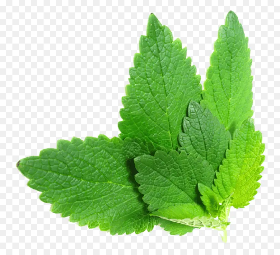 Feuilles De Menthe Verte，Herbe PNG