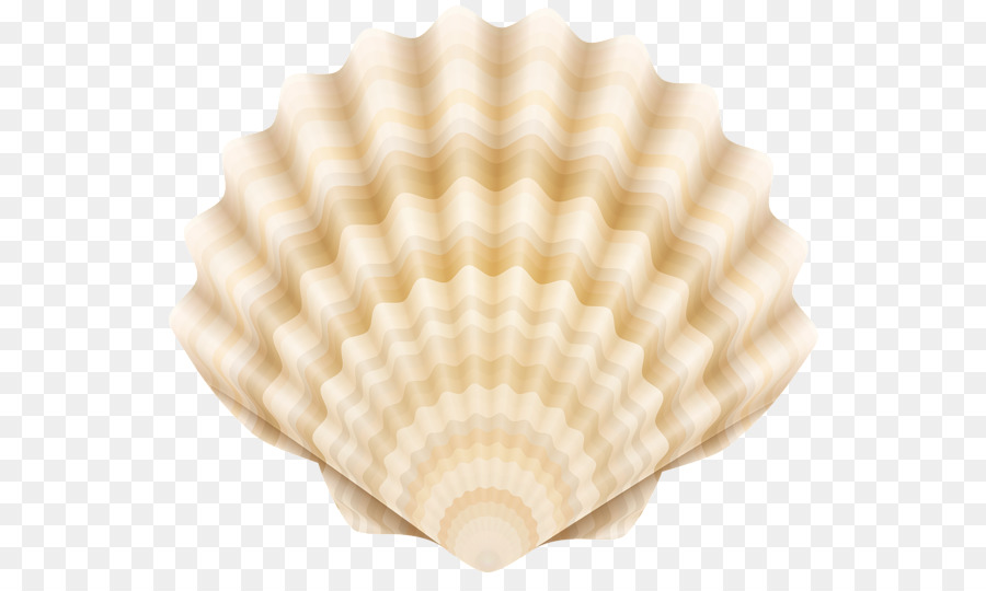 Coquille，Coquillage PNG