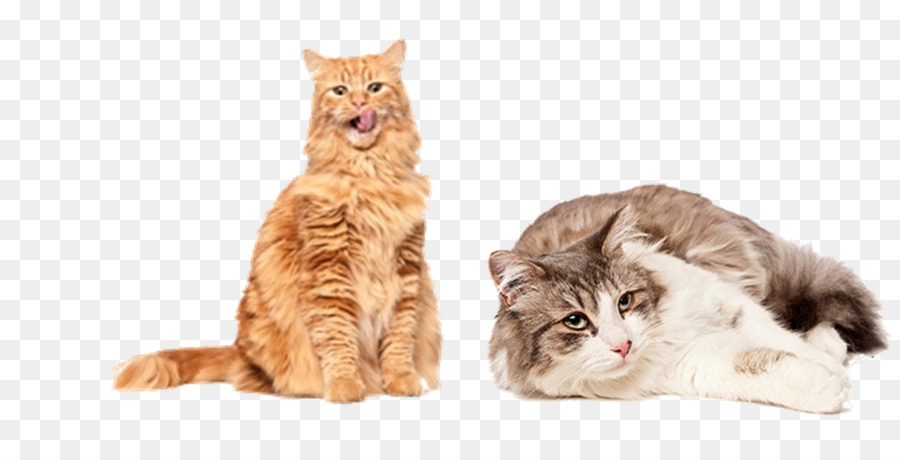 Chats，Animaux De Compagnie PNG