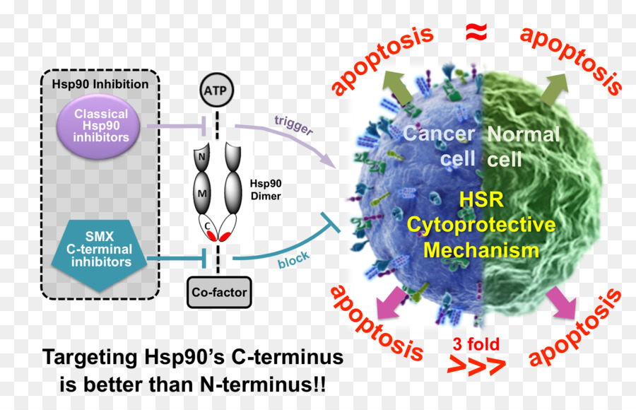 Hsp90，Inhibiteur De Hsp90 PNG