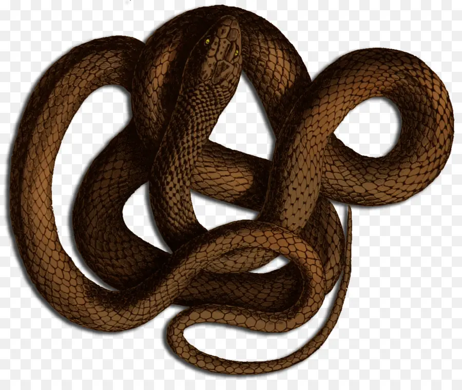 Boa Constrictor，Serpent PNG