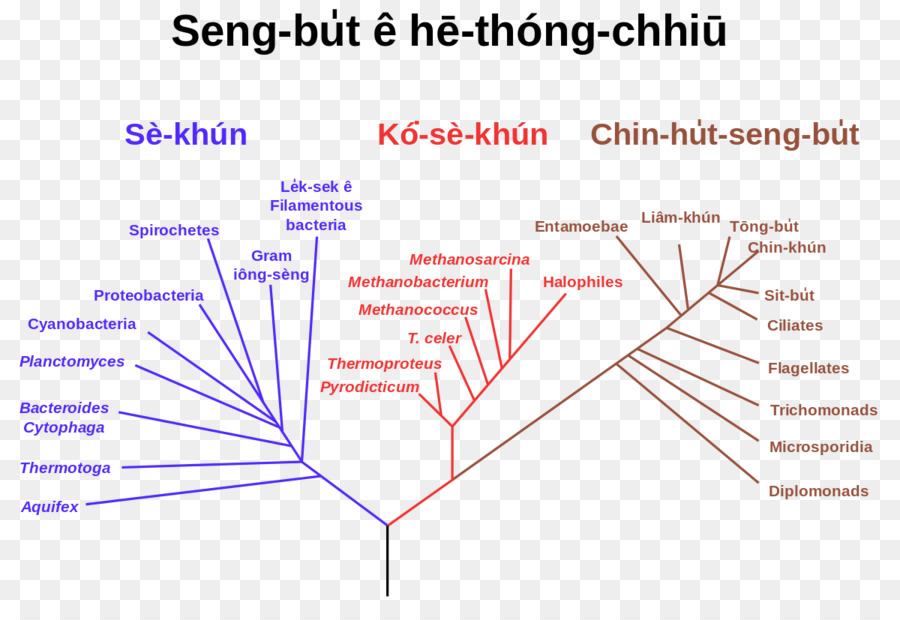 Arbre Phylogénétique，La Phylogénétique PNG