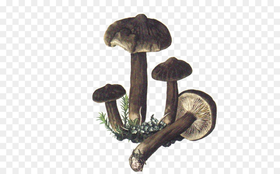 Shiitake，Champignons PNG