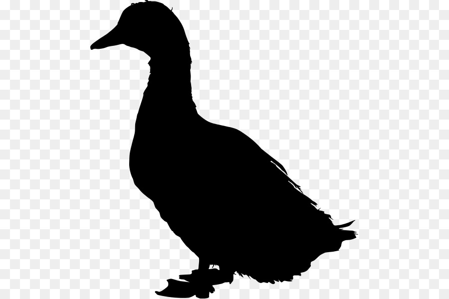 Canard，Mallard PNG