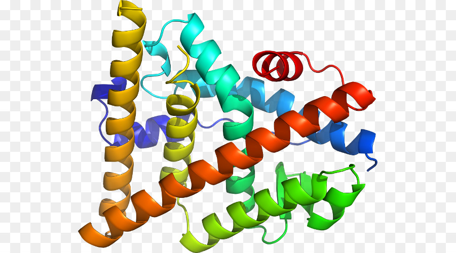 Structure Des Protéines，Biologie PNG