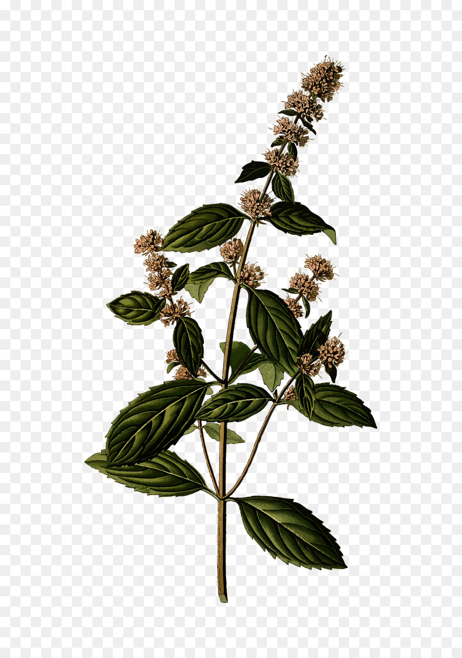 La Menthe Poivrée，Spicata De Menthe PNG