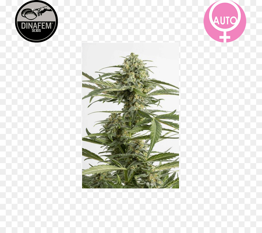 Grow Shop，De Cannabis Auto Floraison PNG