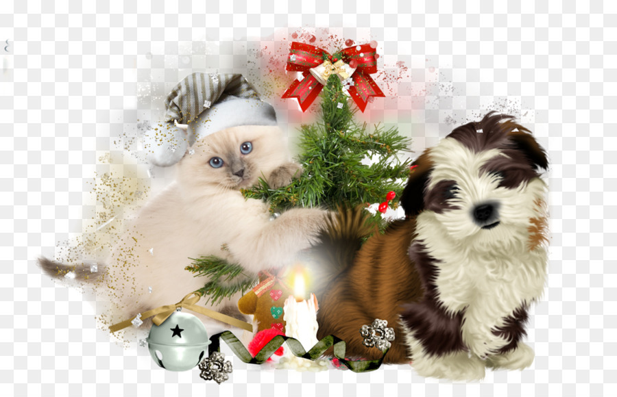 Chiot，Shih Tzu PNG