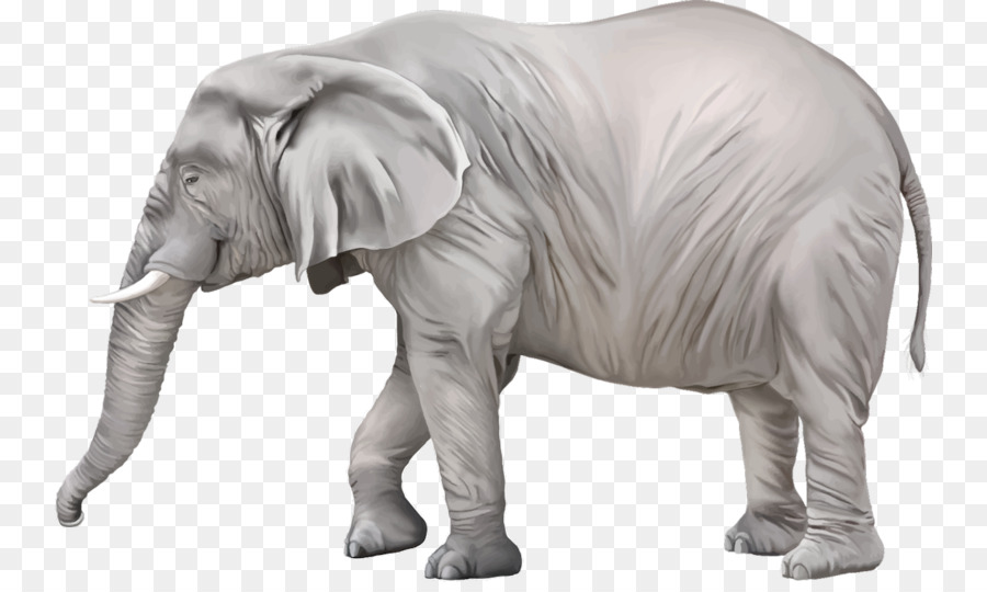 Éléphant，Mammifère PNG