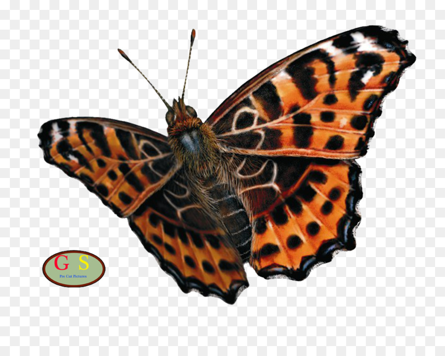 Papillon，Brun PNG