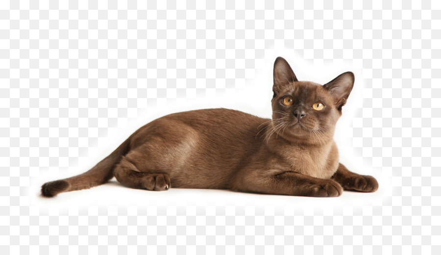 Chat Birman，Chat Malais PNG