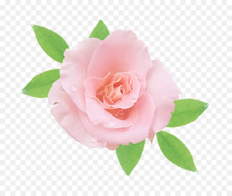 Roses Roses，Bouquet PNG