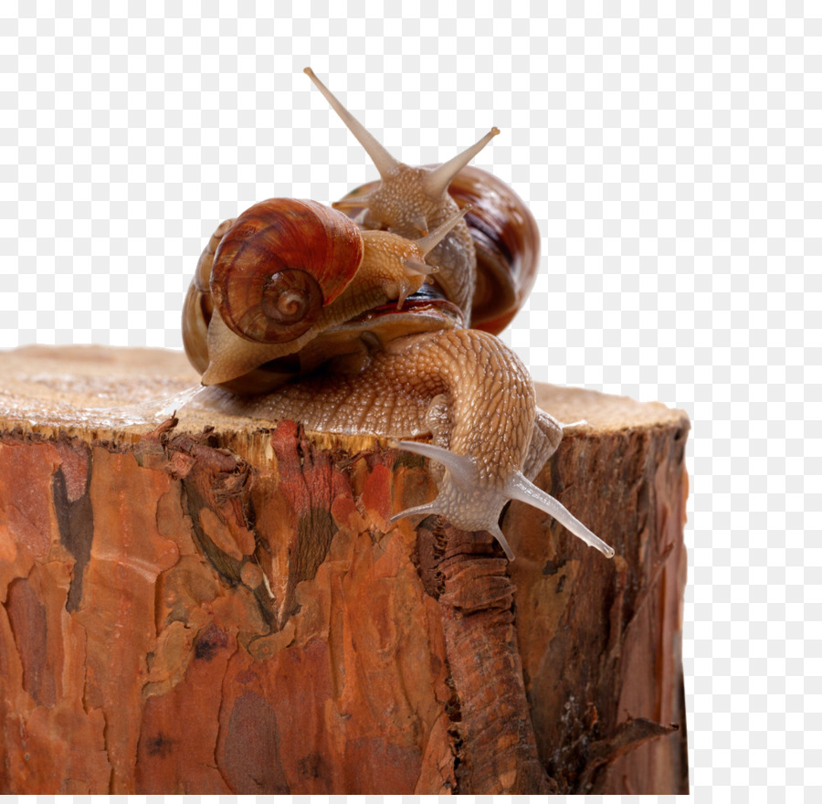 Escargot，Les Insectes PNG