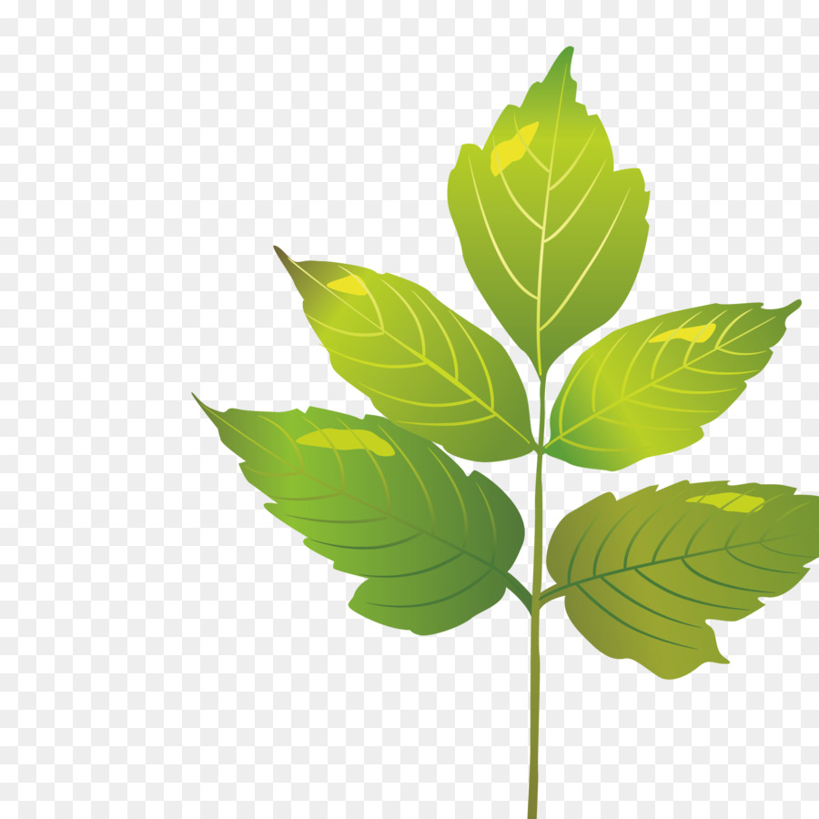 Feuille Verte，Nature PNG