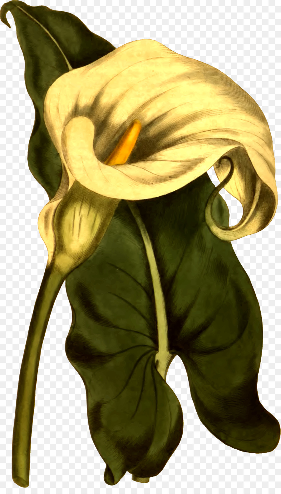 Fleur，Arumlily PNG