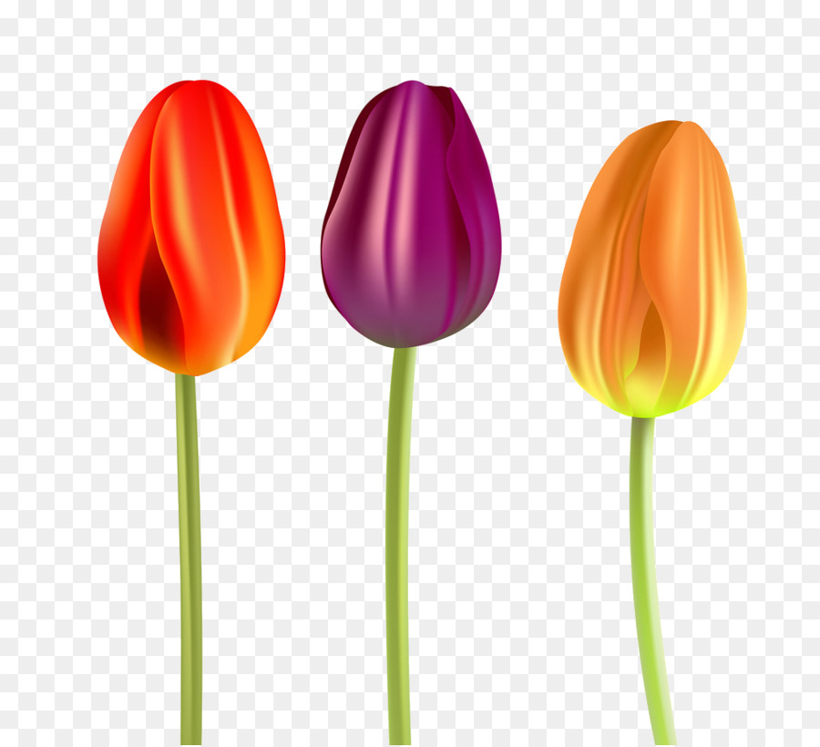 Tulip，Fleur PNG