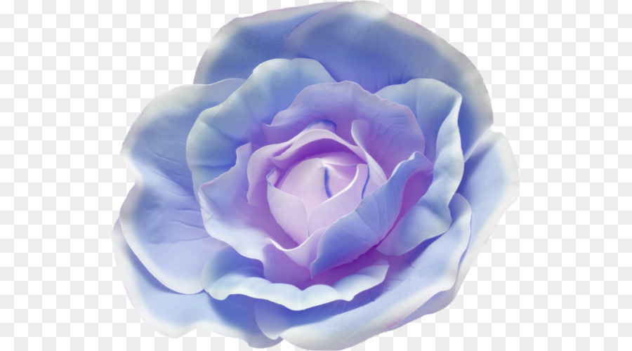 Chou Rose，Rose Bleue PNG