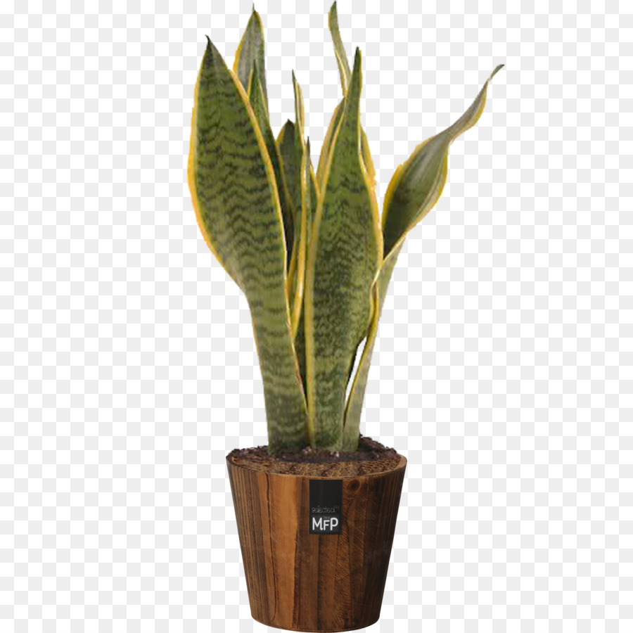 Plante Serpent，Pot PNG