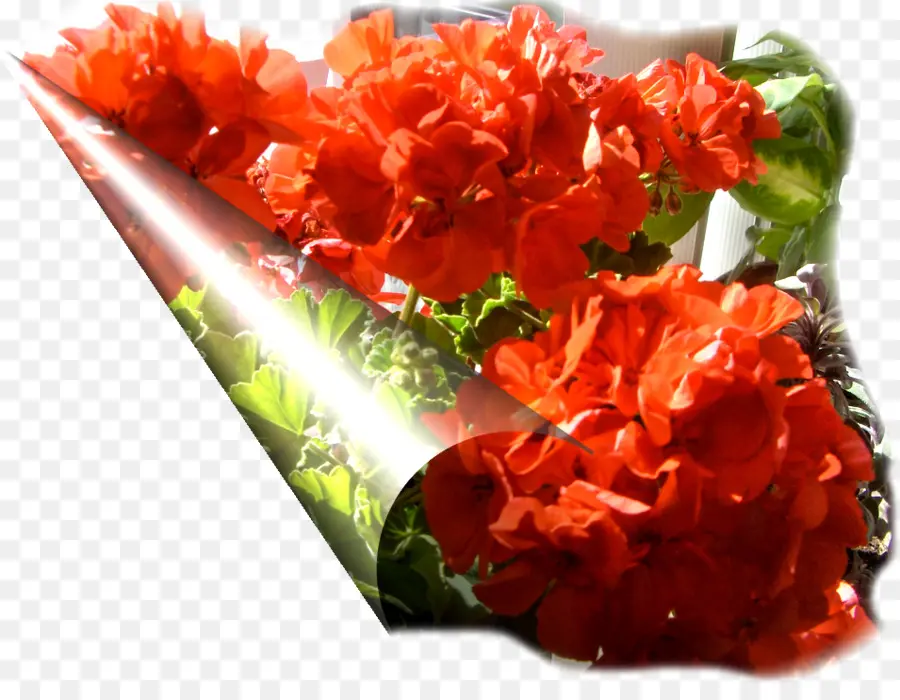 Fleurs Rouges，Bouquet PNG