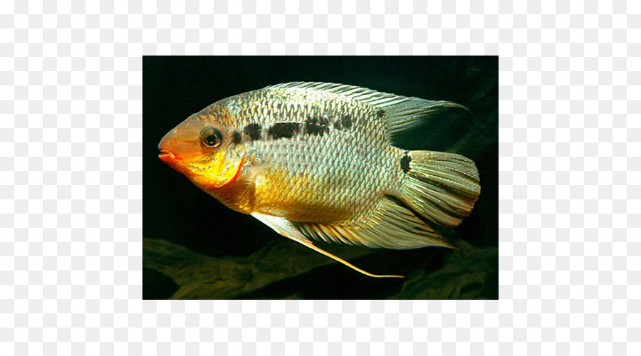 Tilapia，Les Aquariums PNG