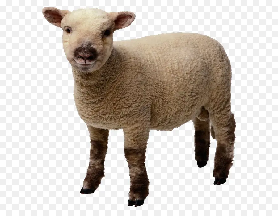 Les Moutons，L Agneau Et Le Mouton PNG