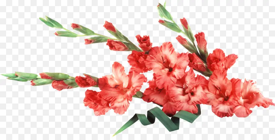 Gladiolus，Fleur PNG