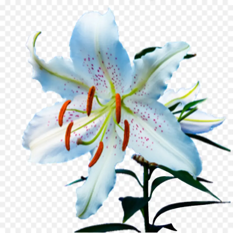 Fleur，Lily Tiger PNG