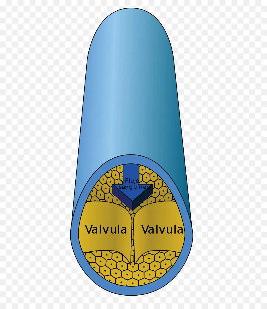 Vaisseau Sanguin，Anatomie PNG